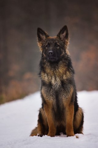 Aimy Devilkin Bohemia