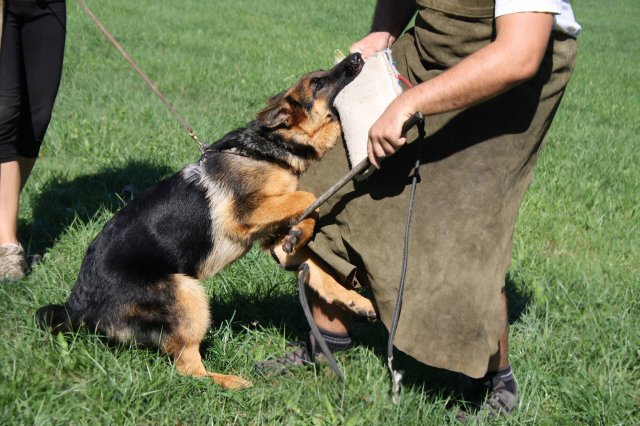 11982538_10203351108057944_1121766016_o