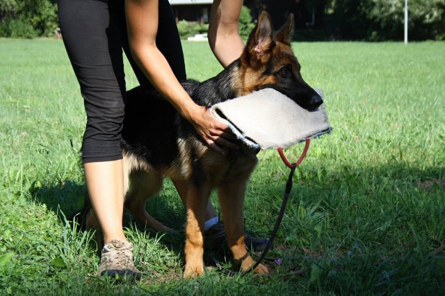 11984294_10203351096177647_1935969091_o