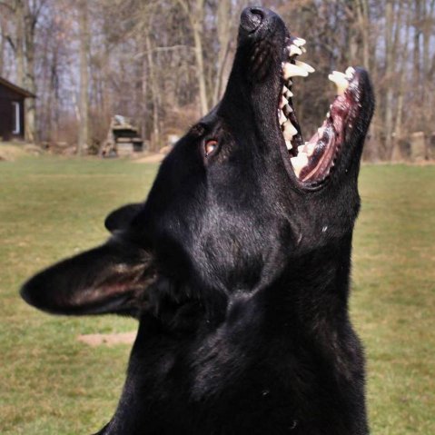 Ilo od Svatováclava