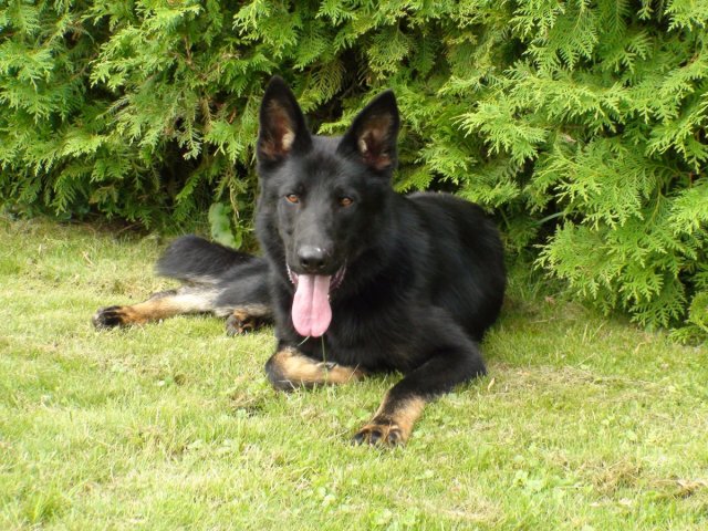 Ilo od Svatováclava