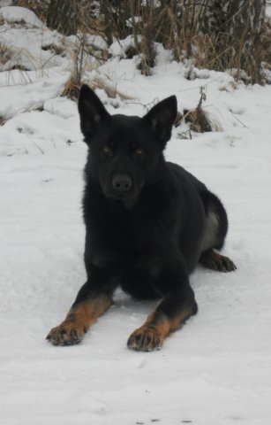 Ilo od Svatováclava