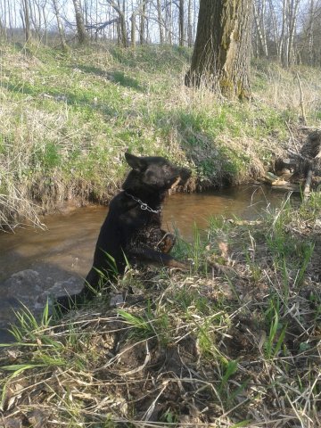 Ilo od Svatováclava