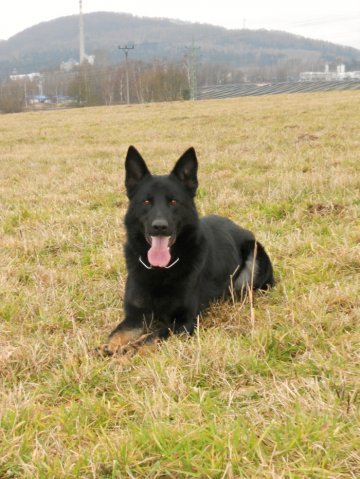 Ilo od Svatováclava