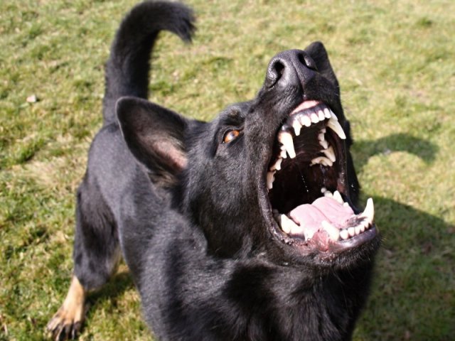 Ilo od Svatováclava