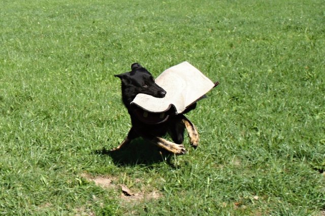 Ilo od Svatováclava