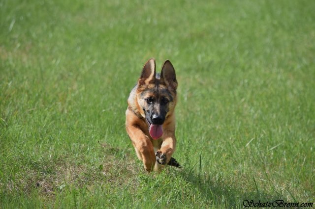 Nobby Hartis Bohemia