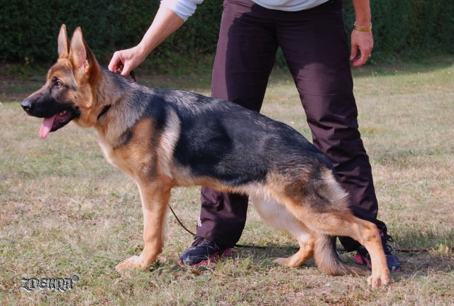 Nobby Hartis Bohemia